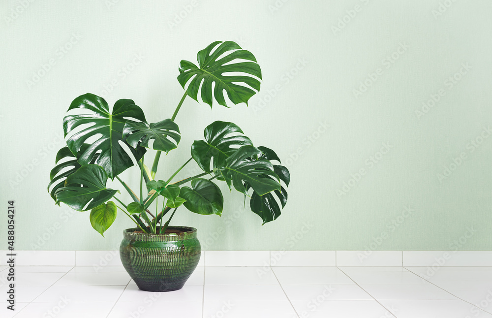 Monstera deliciosa or Swiss Cheese Plant in a green flower pot isolated on  a light green background, minimalism and scandinavian style Stock Photo |  Adobe Stock