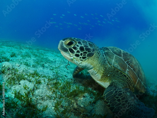 sea turtle underwater swim blue water under sea ocean scenery greenturtle © underocean