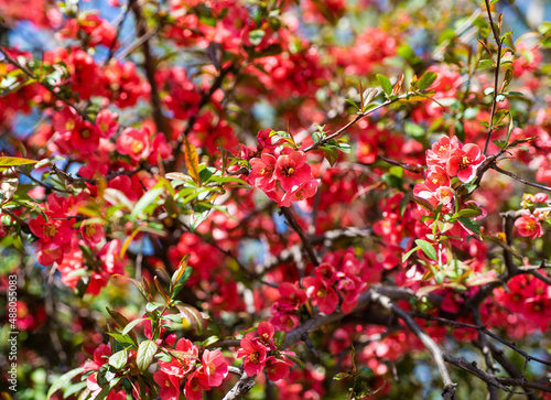 red flowers of blooming sakura tree in spring background