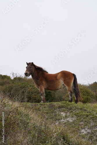 Horse in the field with green grass and the sea in the background.