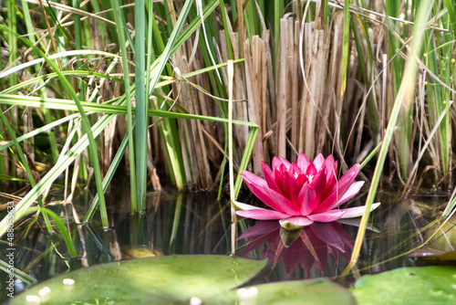 Seerose im Teich