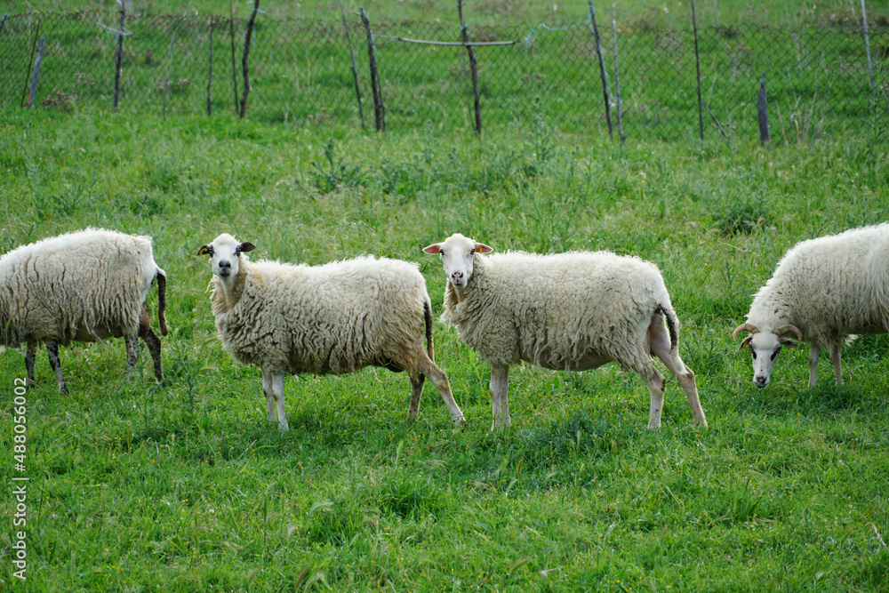 Woolly sheep on a green meadow in the spring are waiting for wool shearing