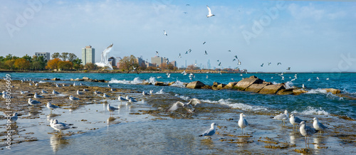 A swarm of seagulls flying around the lakeshore at Jackson Park in Chicago