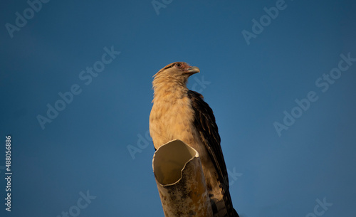 chimachima milvago bird with white feathers on a had photo