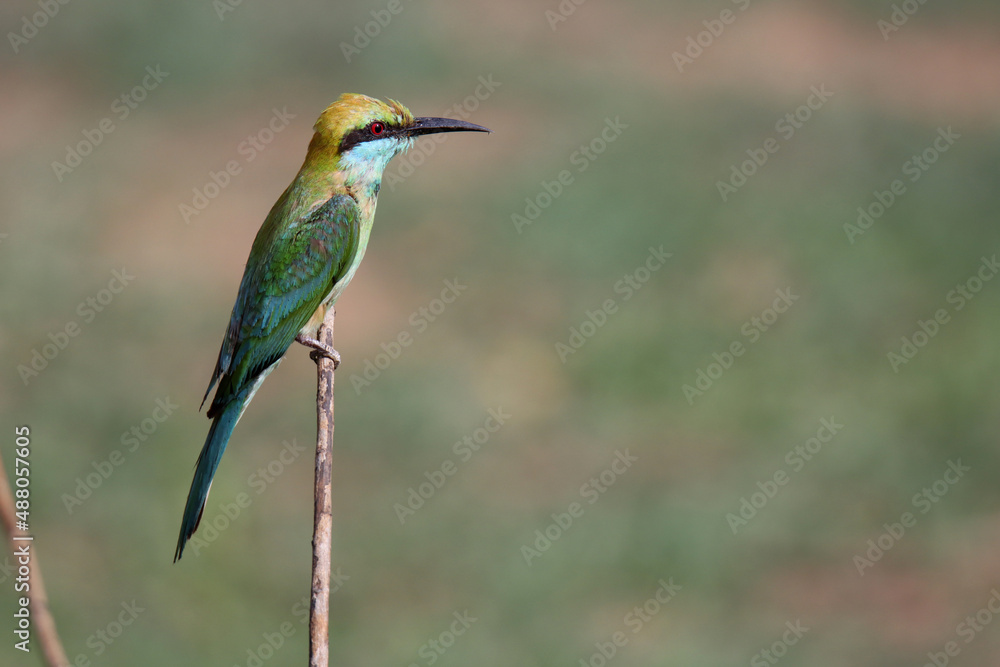 custom made wallpaper toronto digitalBee-eater on a stick , Yala national park , Sri lanka