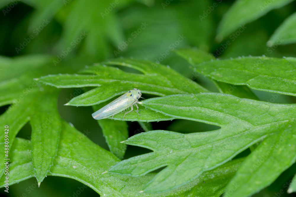 Macrosteles laevis leafhopper from the family Cicadellidae on a carrot leaf. Macrosteles laevis leafhopper from the family Cicadellidae on a carrot leaf.