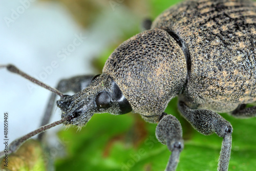 Beetle of Otiorhynchus (sometimes Otiorrhynchus) on leaf. Many of them e.i. black vine weevil (O. sulcatus) or strawberry root weevil (O. ovatus) are important pests. © Tomasz