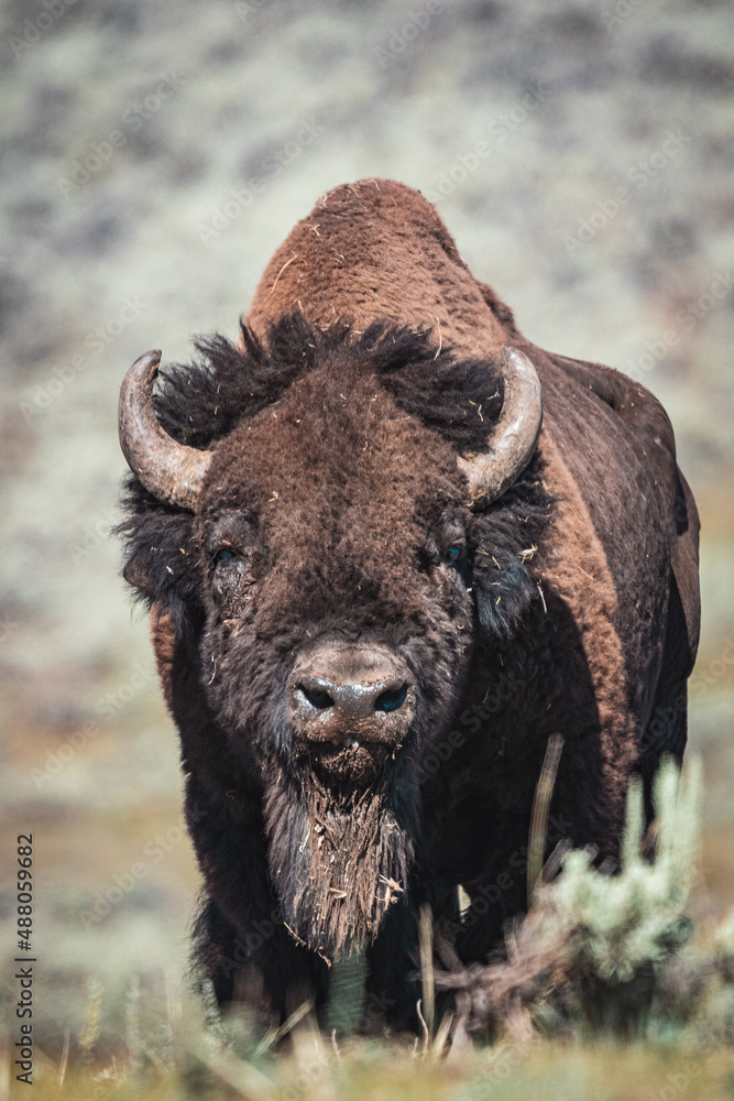 bison standing in mountains bison standing in mountains