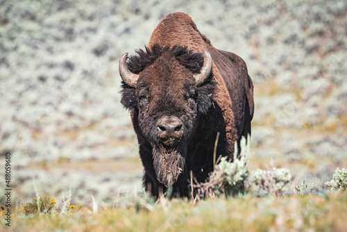 bison standing in mountains