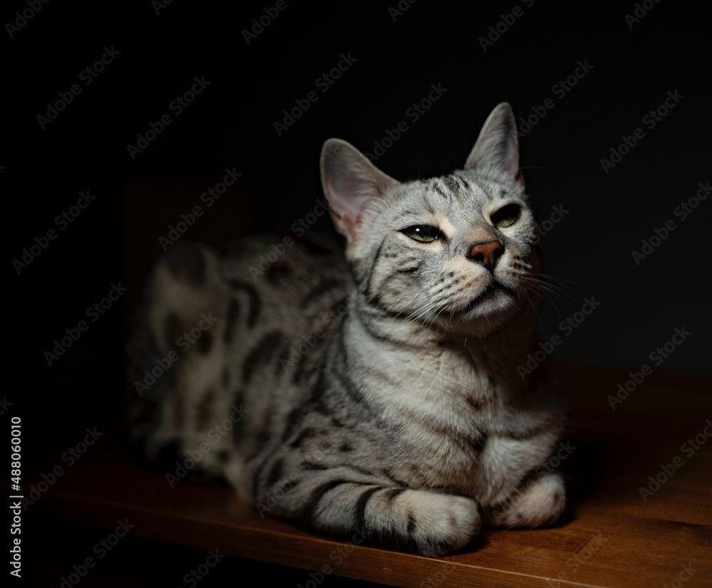 cat on a black background sitting on the floor. Pretentious cat eyes. Expectation cat on a black background sitting on the floor. Pretentious cat eyes. Expectation
