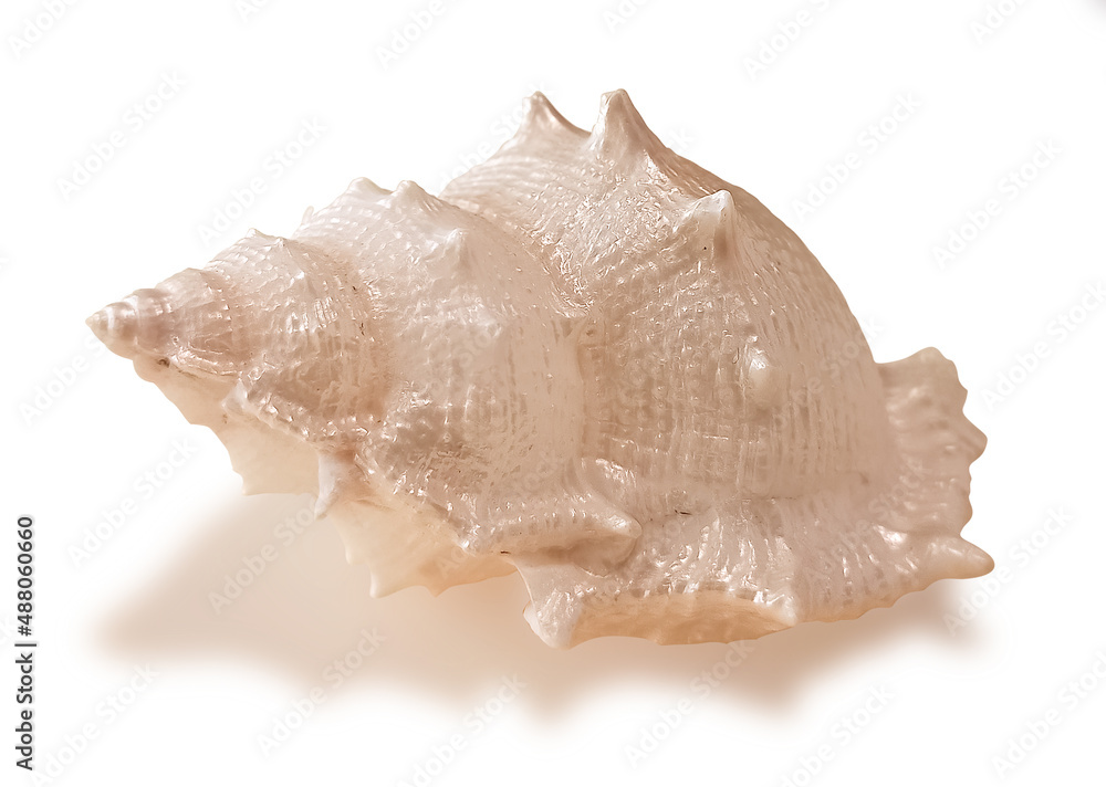 Seashell isolated on white background stock photo Seashell isolated on white background stock photo