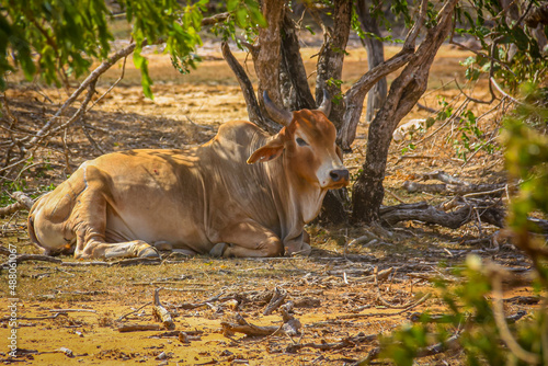 Fototapeta Naklejka Na Ścianę i Meble -  bawół