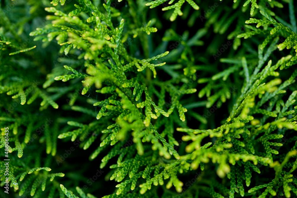 Thuja branches close up, selective focus. natural background