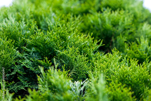 Thuja branches close up  selective focus. natural background