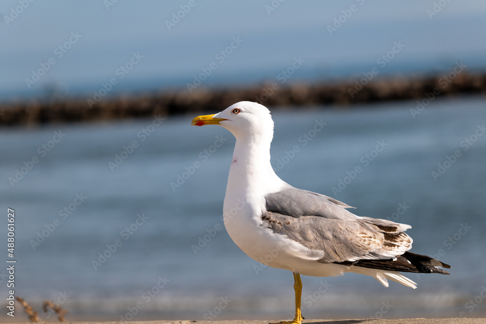 Obraz premium seagull on the beach