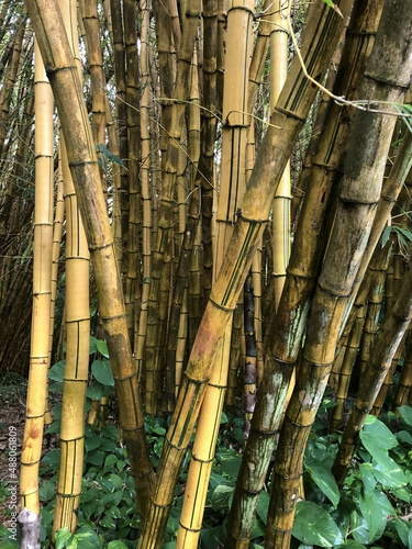 Bamboo Forest  Hawaii