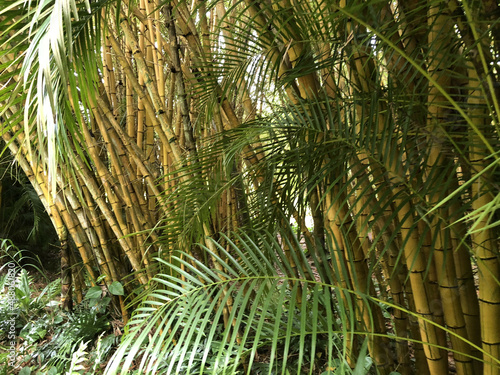 Bamboo Forest, Hawaii