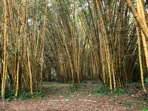 Bamboo Forest, Hawaii