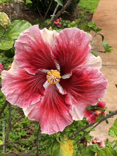 Hawaiian Flora