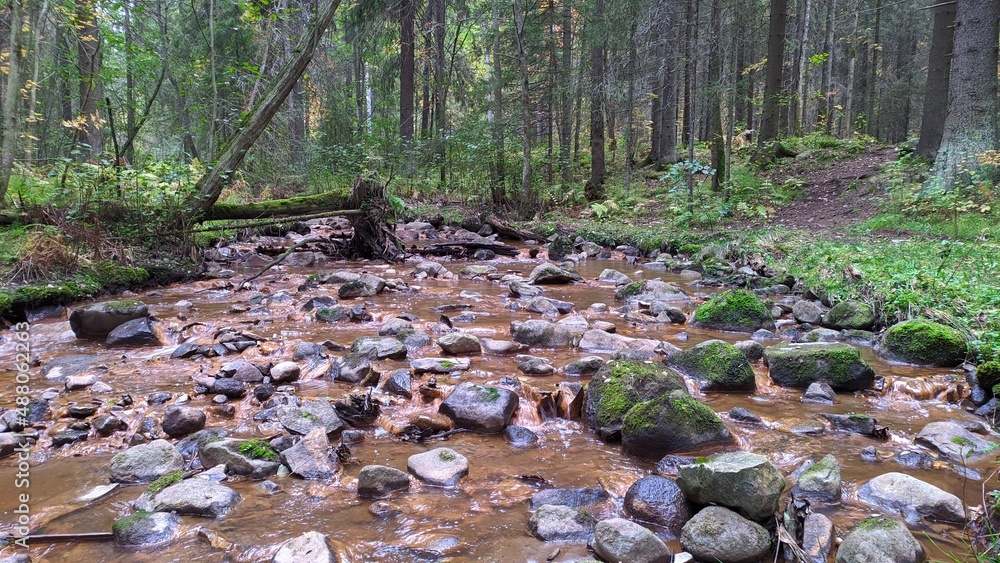 stream in the forest stream in the forest