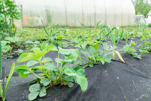 Strawberry seedlings grow in the garden, the ground is covered with geotextiles or landscape fabric