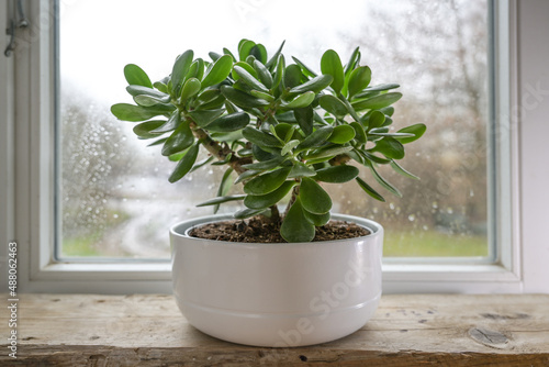 Crassula ovata, known as lucky plant or money tree in a white pot in front of a window on a rainy day, selected focus, narrow depth of field photo