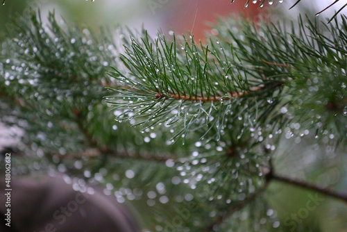 Pine branch in drops after rain close-up