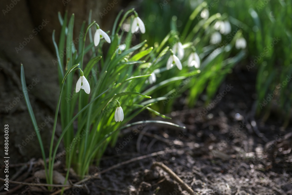 Fototapeta premium Snowdrops with white flowers growing next to a dark tree, first blossoms in winter or early spring in garden, park and forest, copy space, selected focus, narrow depth of field