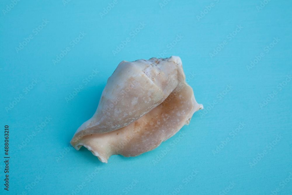 seashells, seashells on the background, background, place for text seashells, seashells on the background, background, place for text