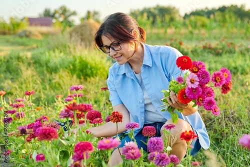 Middle-aged woman with garden shears picking bouquet of zinnia flowers photo