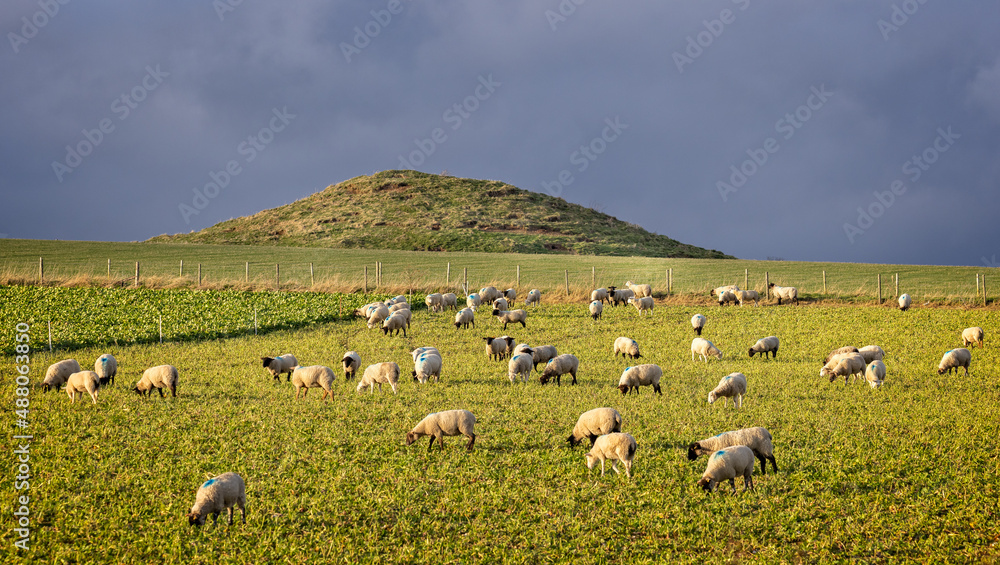 Ancient iron age barrow with flock of sheep grazing in field near Dorchester, Dorset, UK on 6 February 2022