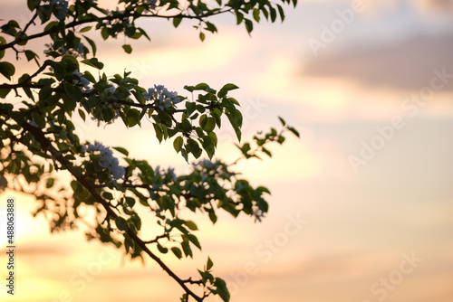 Twigs of fruit tree with white blossoming flowers in early spring at sunset