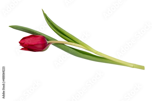 Red tulip flower isolated on white background.