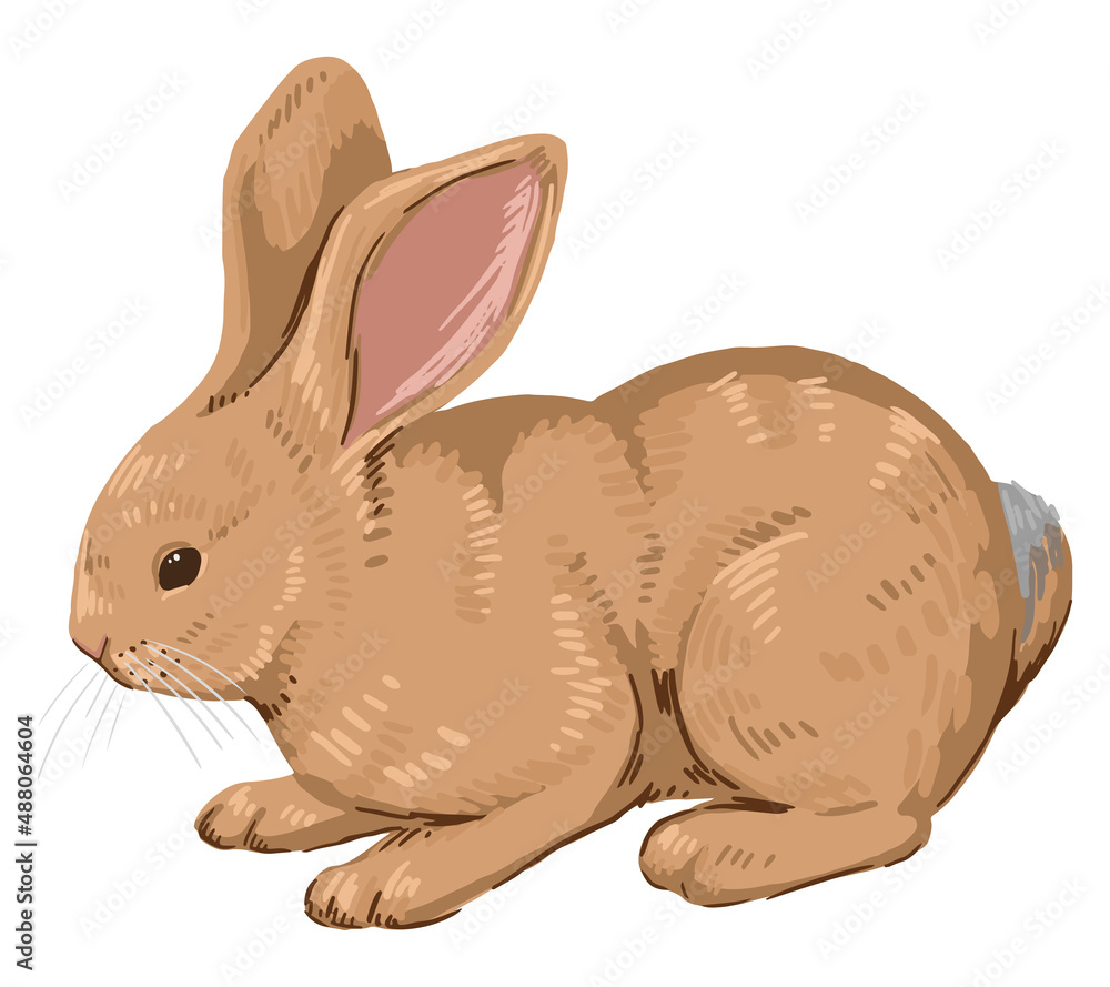 Cute baby rabbit, pretty bunny. Wild animal in cartoon style. Contemporary vector illustration. Modern clipart isolated on white background. Cute baby rabbit, pretty bunny. Wild animal in cartoon style. Contemporary vector illustration. Modern clipart isolated on white background.