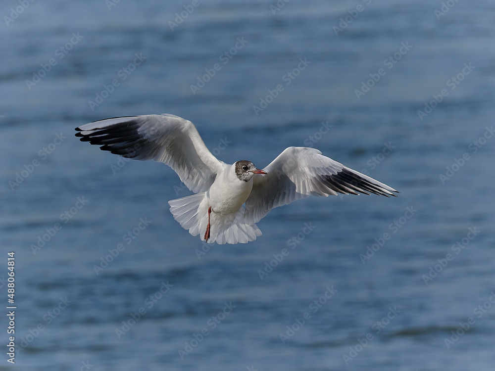 Gull with one leg in flight Gull with one leg in flight