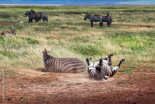 Zebras playing in Kitulo National Park, in the Southern Highlands of Tanzania, in Africa. Zebras were reintroduced there some years ago  in a bold effort to re-wild this once pristine landscape. photo
