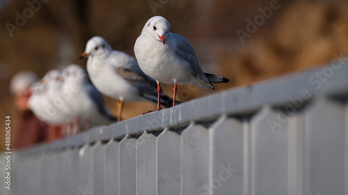 Canvas Print Seagulls on a metal railing in low angle view, Bratislava, Slovakia