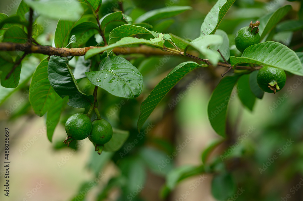 Young fruit of guava on tree close up Young fruit of guava on tree close up