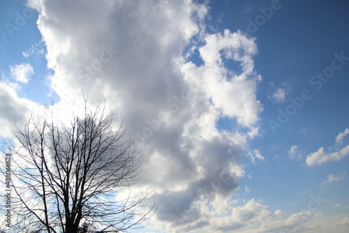 Clouds on a sunny sky and a tree with a copy space.