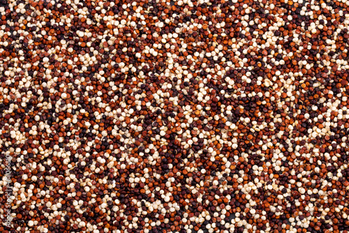 Mix of red, white and black quinoa - Chenopodium quinoa