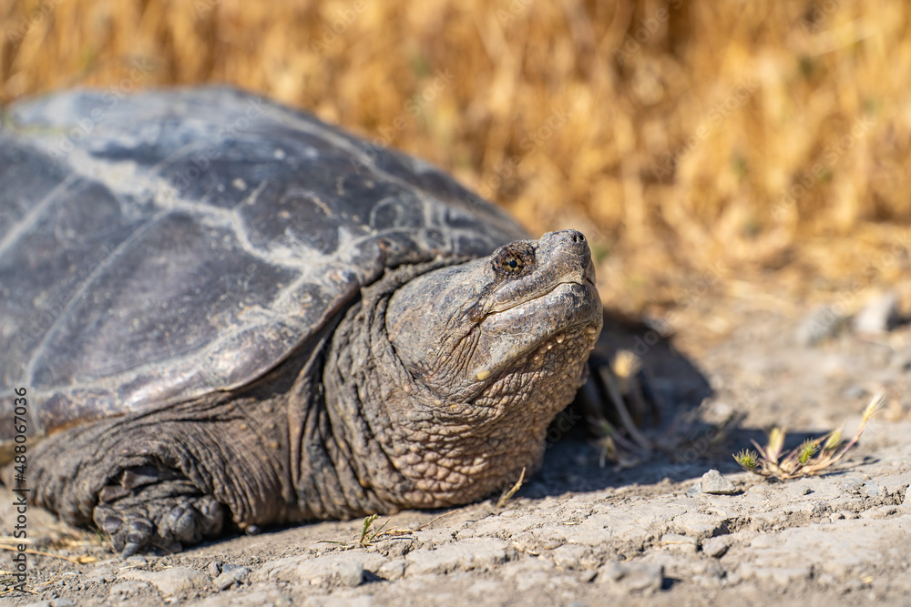 Obraz premium Close-up of Common Snapping Turtle. Turtle in its natural habitat.