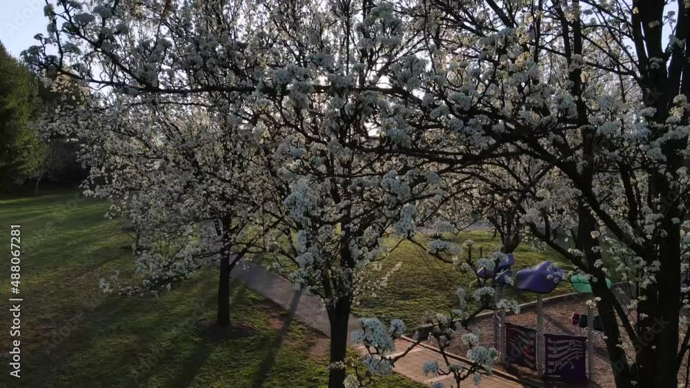2022 - Excellent aerial view of cherry trees in a park in Bethesda, Maryland. 2022 - Excellent aerial view of cherry trees in a park in Bethesda, Maryland.