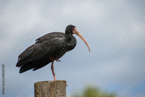 bare-faced ibis (Phimosus infuscatus) on a pole photo