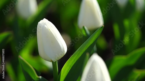 White tulip on beautiful blurred tulips plantation background. 