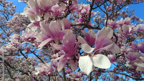 Blooming Magnolia branches on blue sky background. Close up view. 
