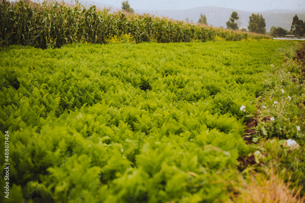 Obraz premium Zanahoria cultivada en un huerto