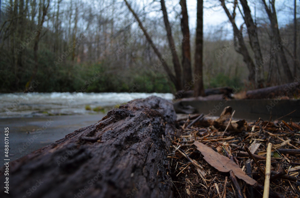 river in the woods river in the woods