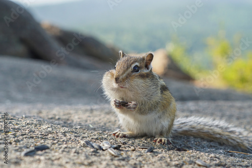 portrait of a funny chipmunk with with huge jowls