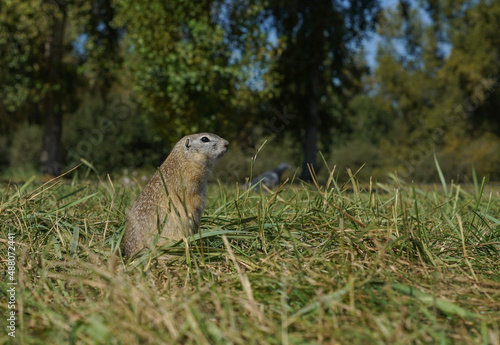 a cute gopher stands on its hind legs