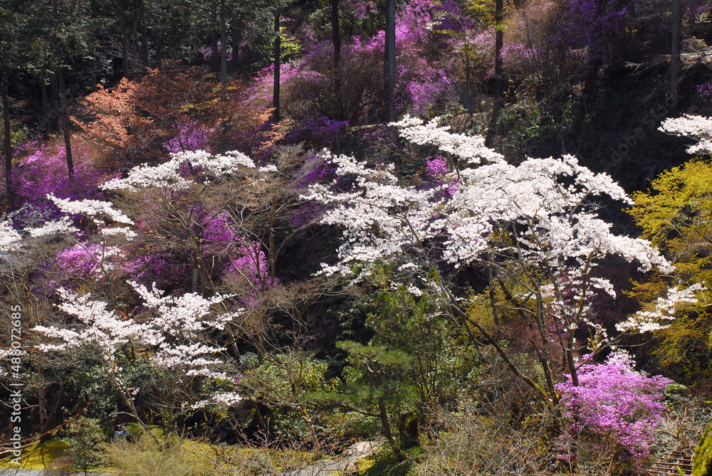 春の石山寺 境内のツツジと桜 滋賀県大津市 春の石山寺 境内のツツジと桜 滋賀県大津市